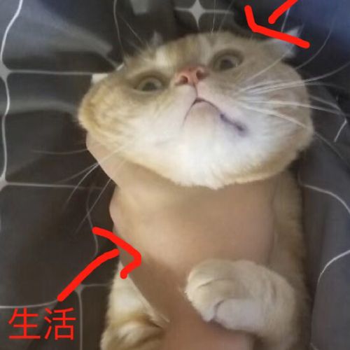 小7手游用户头像